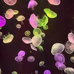 Апартаменты Juncos Ii