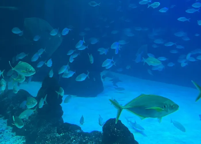 Juncos Ii * Playa del Inglés