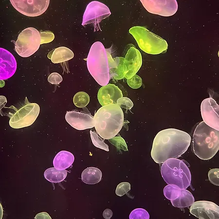 Apartamento Juncos Ii