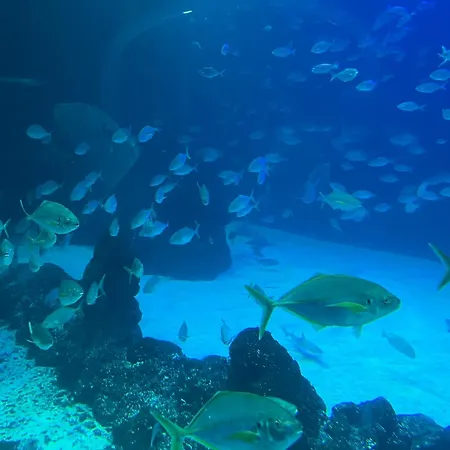 Juncos Ii * Πλάγια ντελ Ινγκλές